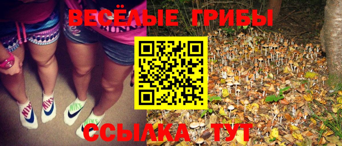 даркнет сайт  Вход с VPN  Светлоград  Псилоцибиновые грибы Cubensis 